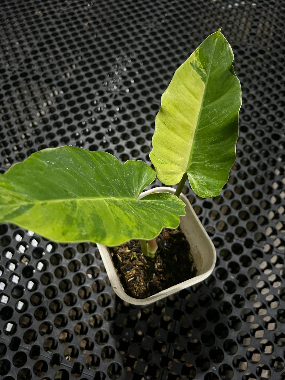 Philodendron Jungle Fever Variegata