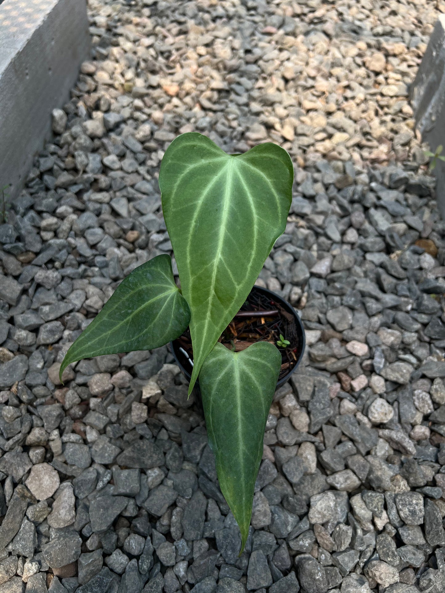 Anthurium King Clarinervium Hybrid - Plantejakteren