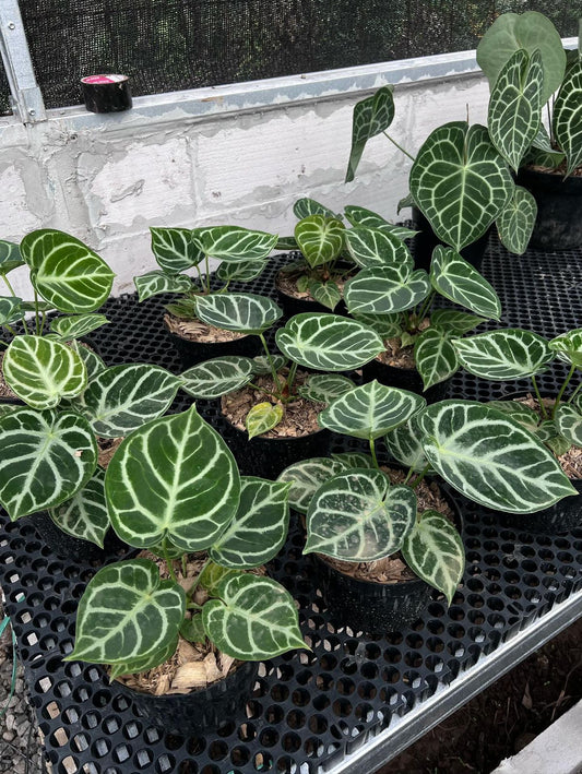 Anthurium Dorayaki Silver - Plantejakteren