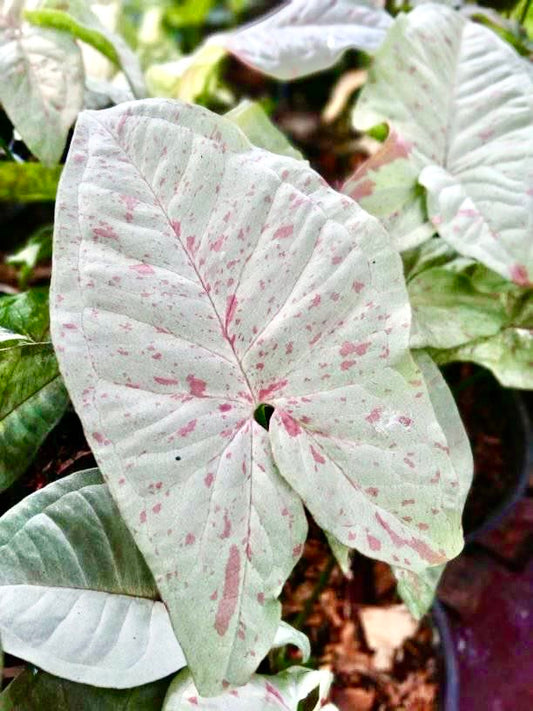 Syngonium Milk Confetti