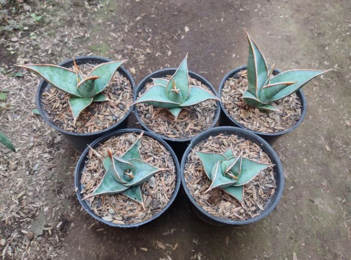 Dracaena Pinguicula (sansevieria) - Plantejakteren