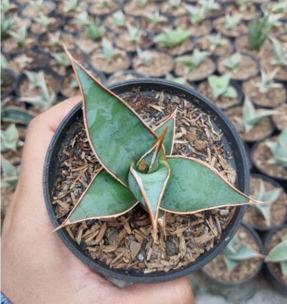 Dracaena Pinguicula (sansevieria) - Plantejakteren