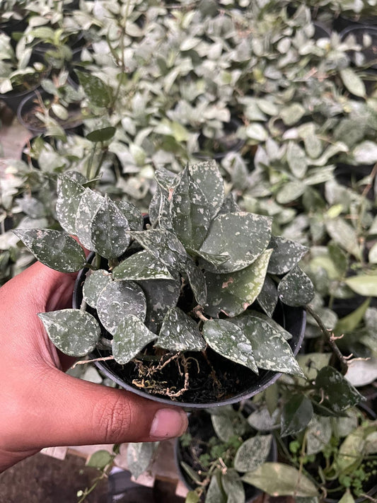 Hoya Lacunosa Silver Splash - Plantejakteren