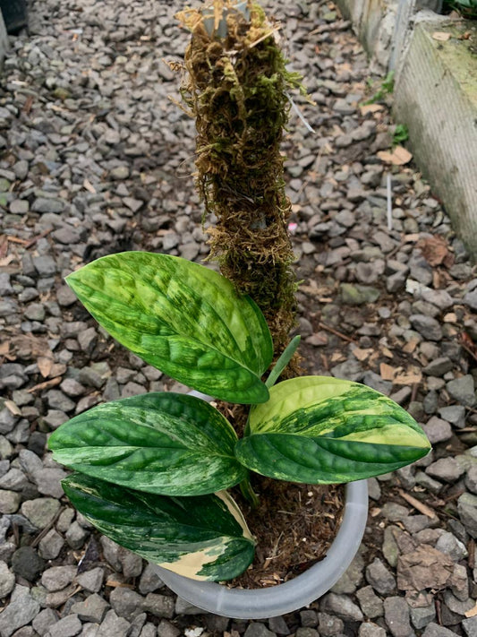 Monstera Karsteanum  / Peru - Plantejakteren