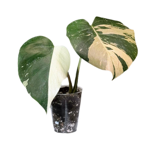 Monstera Brazil Mint - Plantejakteren