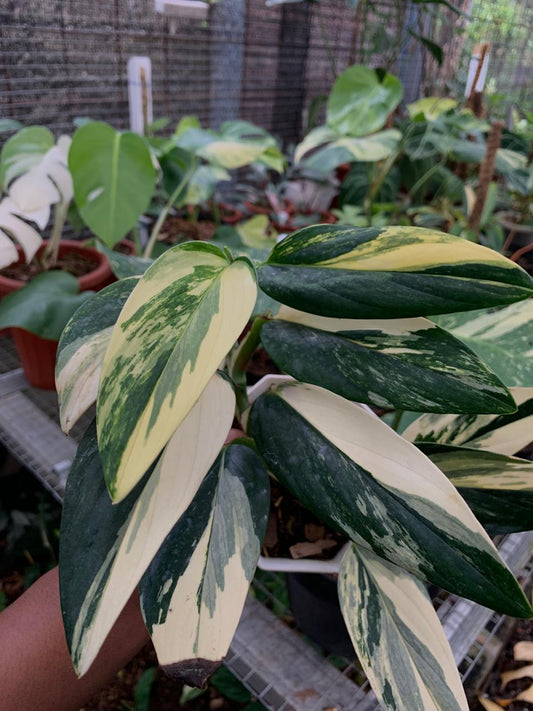 Monstera Standlyana Variegata - Plantejakteren