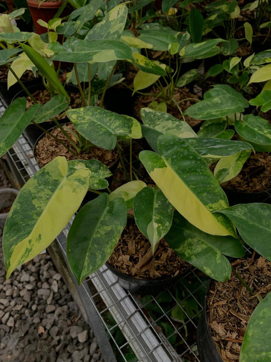 Philodendron Burle Marx Variegata - Plantejakteren