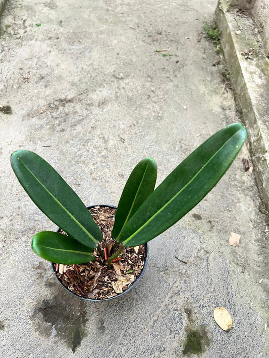 Philodendron Callosum - Plantejakteren