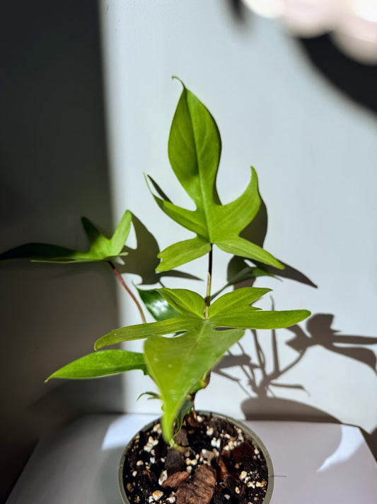 Philodendron Florida Ghost - Plantejakteren