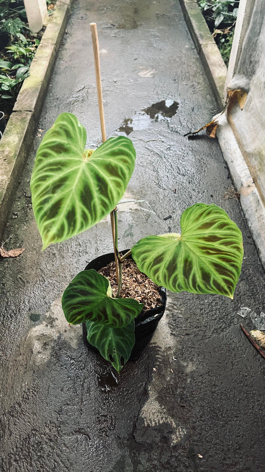 Philodendron Verrucosum - Plantejakteren