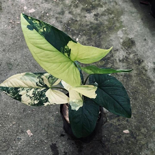 Syngonium Aurea Variegata