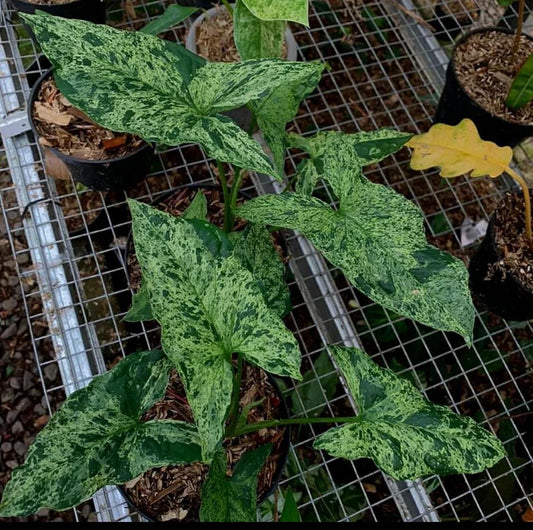 Syngonium Mottled Mojito