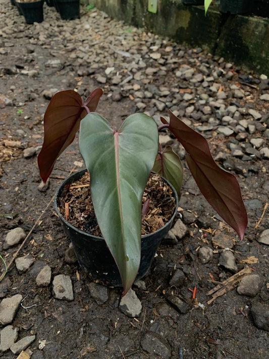 Philodendron Dark Lord