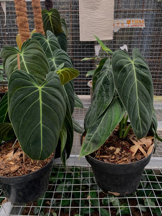 Philodendron Melanochrysum