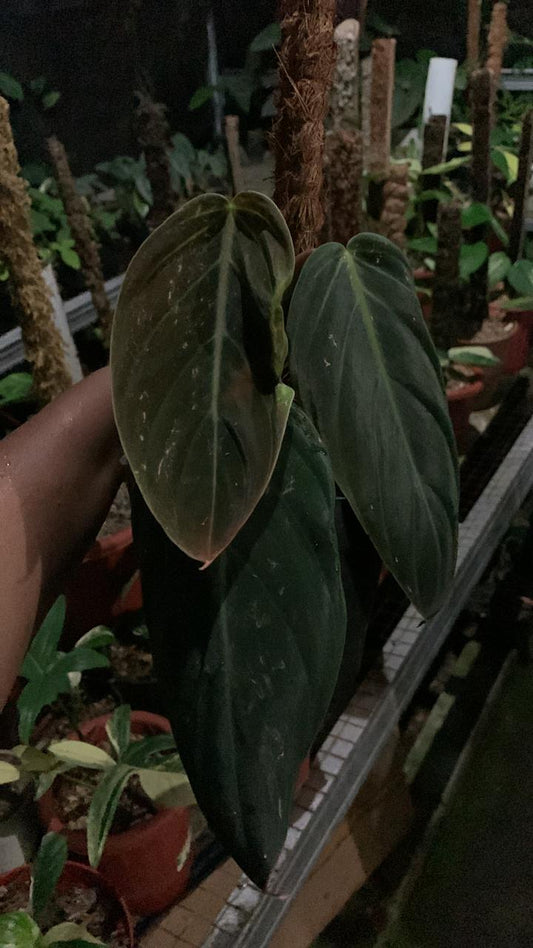 Philodendron Gigas