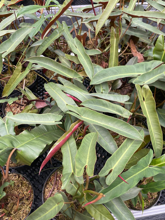 Philodendron Atabapoense