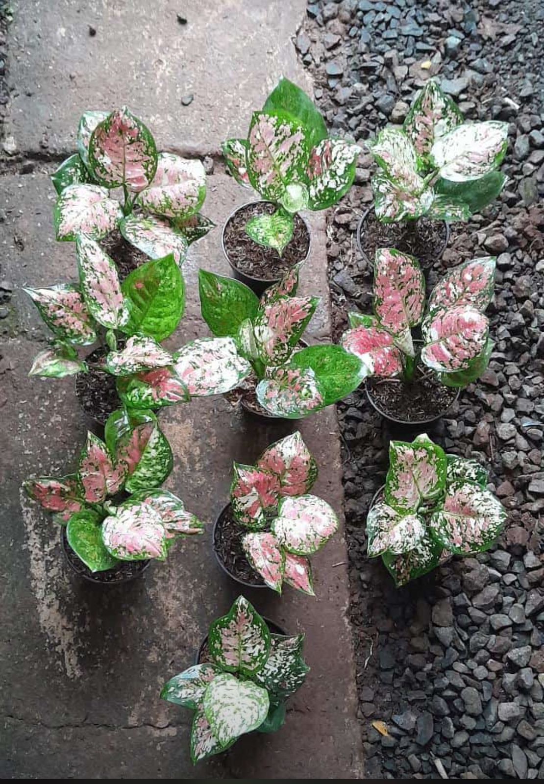 Aglaonema Anyamanee Tricolor