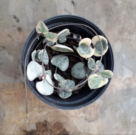 Ceropegia Woodii Variegata