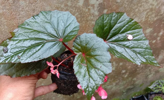 Begonia Burning Bush - Plantejakteren